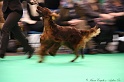 Crufts2011 382